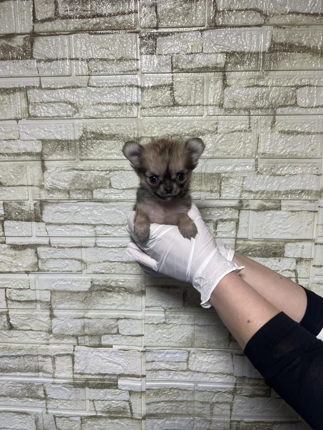 埼玉県のチワワ(ロング) (ペッツスマイル加須インター店/2026年1月8日生まれ/女の子/フォーン)の子犬の2枚目の画像