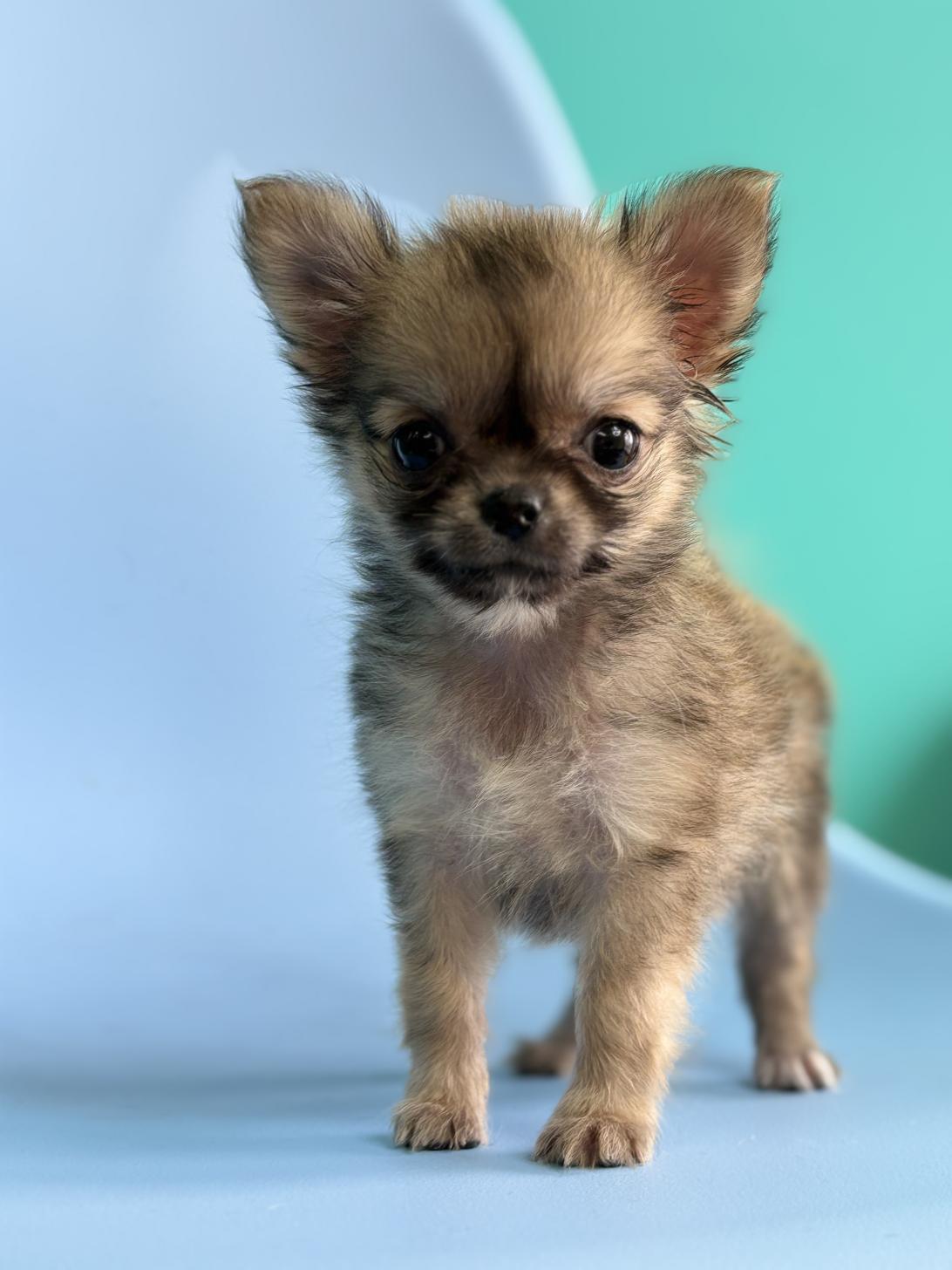 埼玉県のチワワ(ロング) (ペッツスマイル加須インター店/2026年1月8日生まれ/女の子/フォーン)の子犬の2枚目の画像