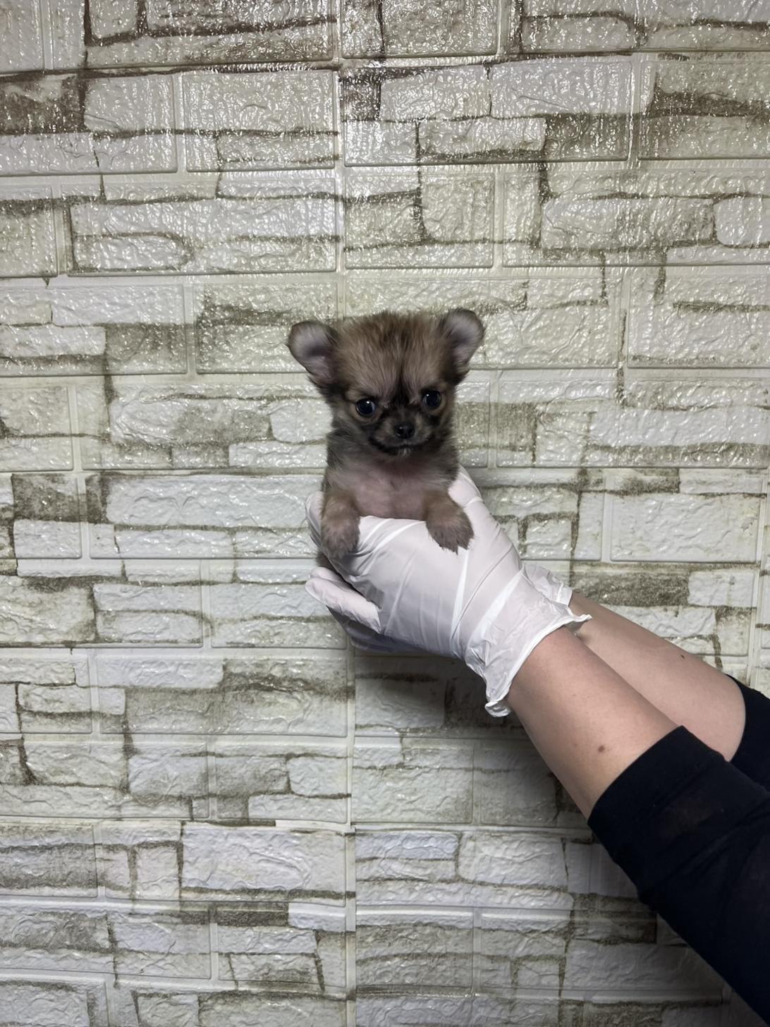 埼玉県のチワワ(ロング) (ペッツスマイル加須インター店/2026年1月8日生まれ/女の子/フォーン)の子犬の3枚目の画像