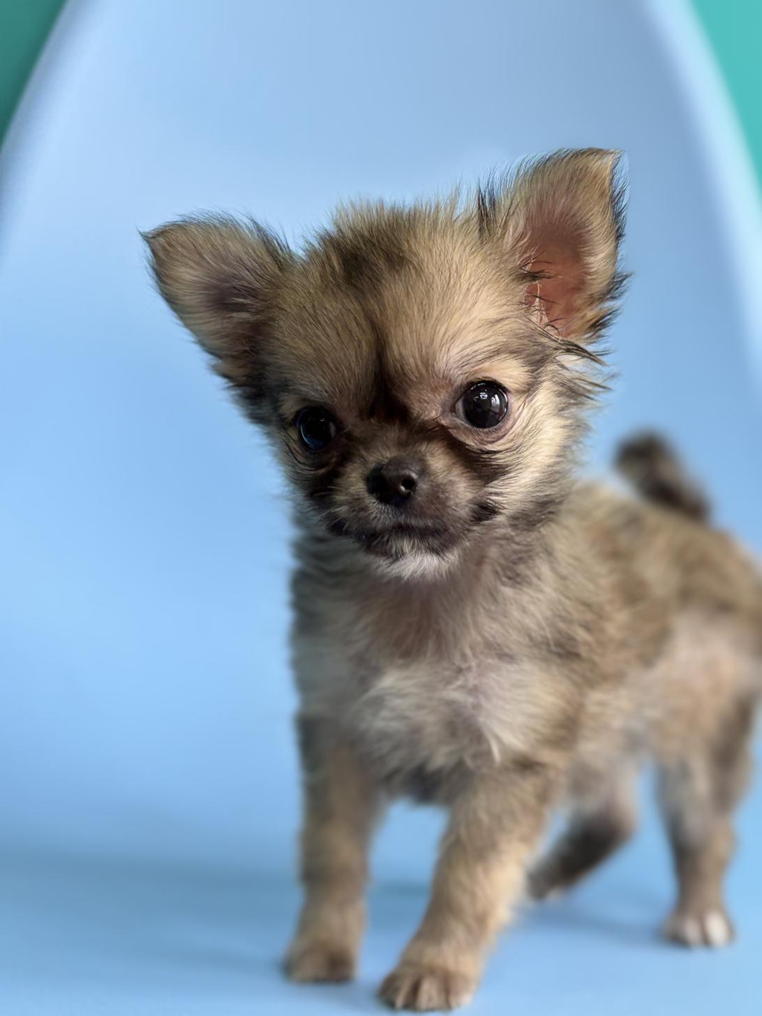 埼玉県のチワワ(ロング) (ペッツスマイル加須インター店/2026年1月8日生まれ/女の子/フォーン)の子犬の3枚目の画像