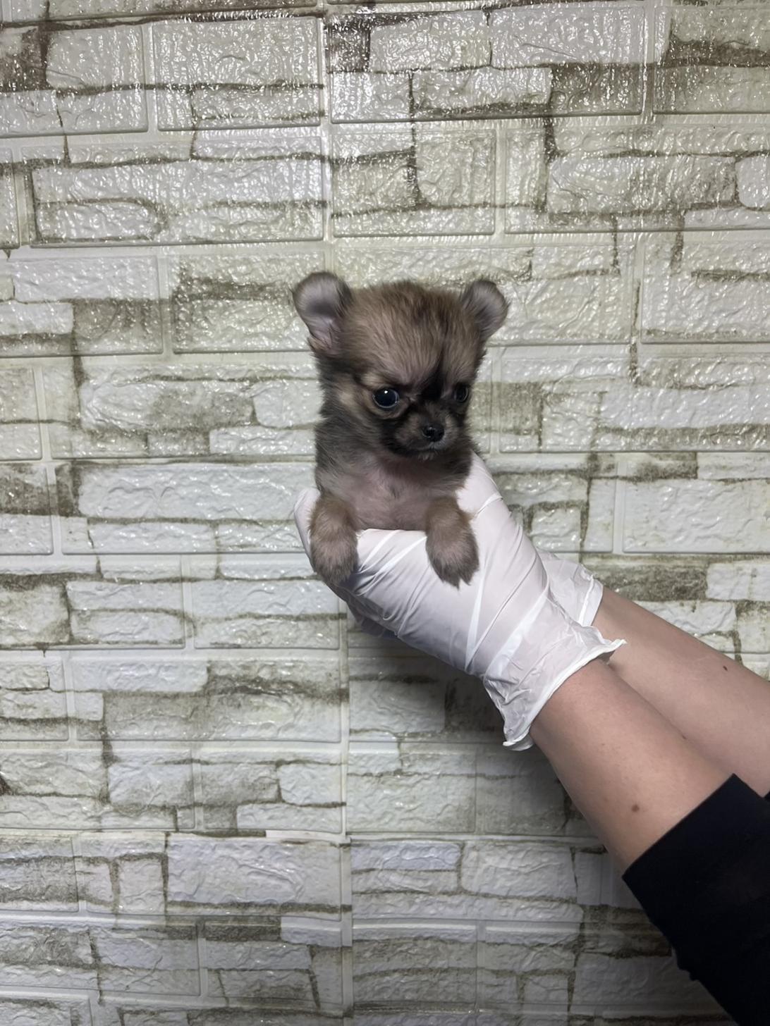埼玉県のチワワ(ロング) (ペッツスマイル加須インター店/2026年1月8日生まれ/女の子/フォーン)の子犬の4枚目の画像