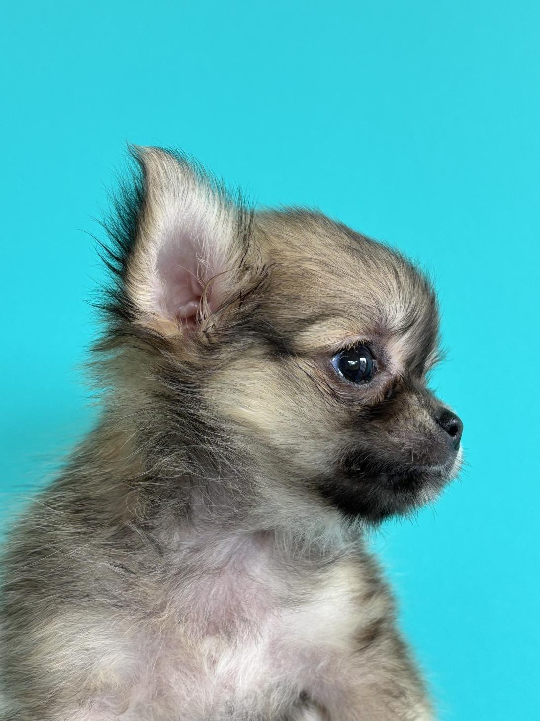 埼玉県のチワワ(ロング) (ペッツスマイル加須インター店/2026年1月8日生まれ/女の子/フォーン)の子犬の4枚目の画像