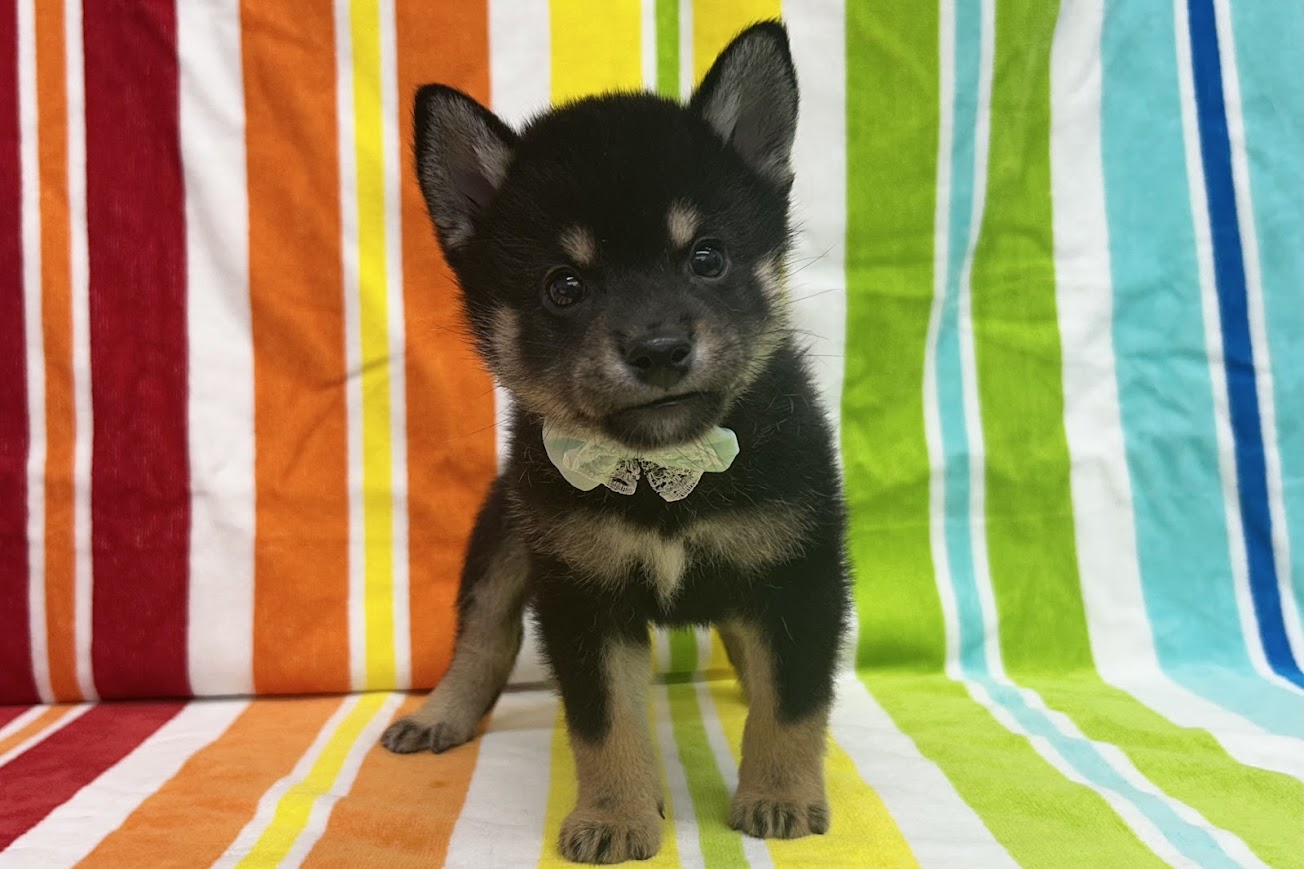 愛知県の柴犬(標準サイズ) (ハピースペット鳴海店/2025年4月27日生まれ/男の子/黒)の子犬