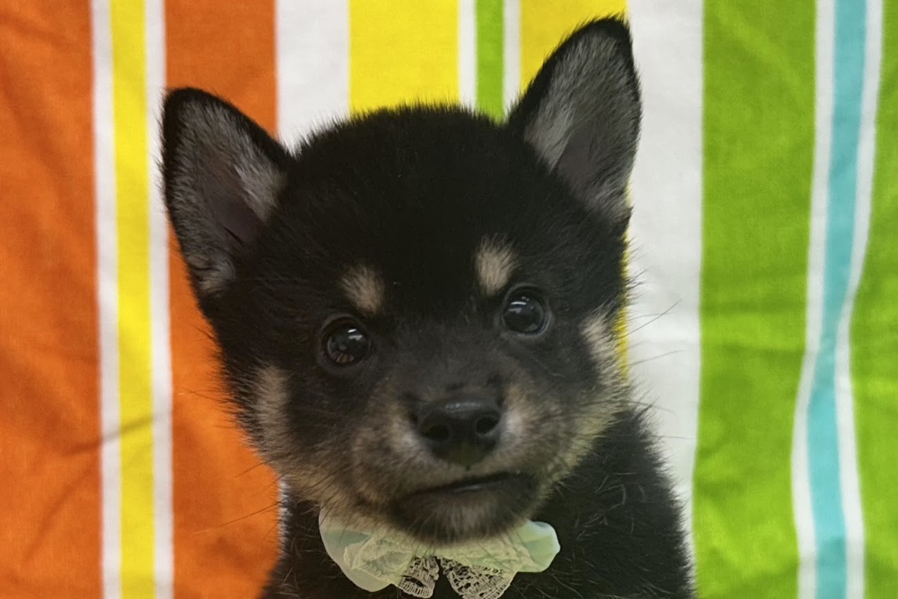 愛知県の柴犬(標準サイズ) (ハピースペット鳴海店/2025年4月27日生まれ/男の子/黒)の子犬の2枚目の画像
