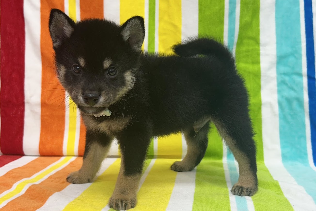 愛知県の柴犬(標準サイズ) (ハピースペット鳴海店/2025年4月27日生まれ/男の子/黒)の子犬の3枚目の画像