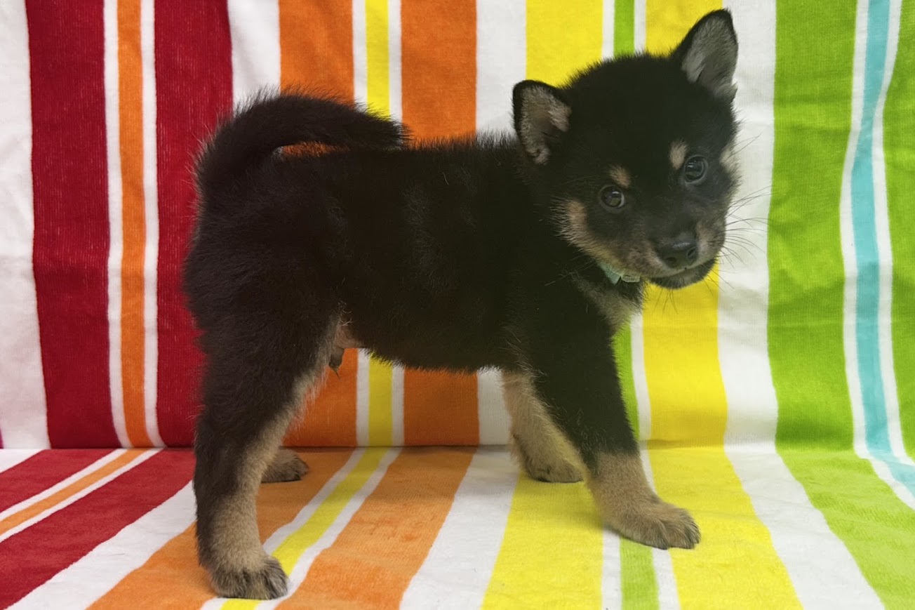 愛知県の柴犬(標準サイズ) (ハピースペット鳴海店/2025年4月27日生まれ/男の子/黒)の子犬の4枚目の画像