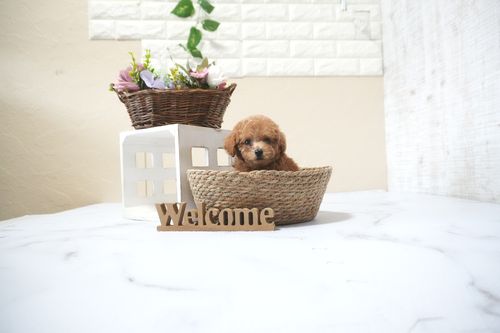 滋賀県のトイプードル(タイニー) (いっぷく湖南店/2025年9月30日生まれ/男の子/レッドフォーン)の子犬の1枚目の画像