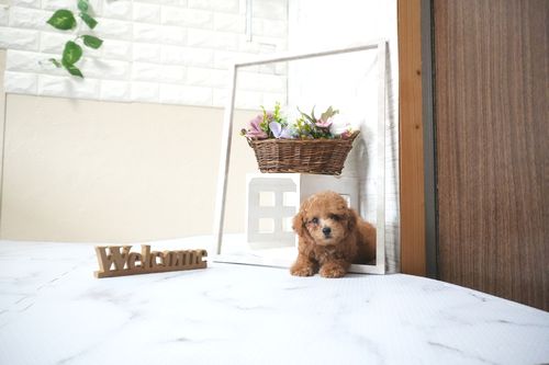 滋賀県のトイプードル(タイニー) (いっぷく湖南店/2025年9月30日生まれ/男の子/レッドフォーン)の子犬の2枚目の画像