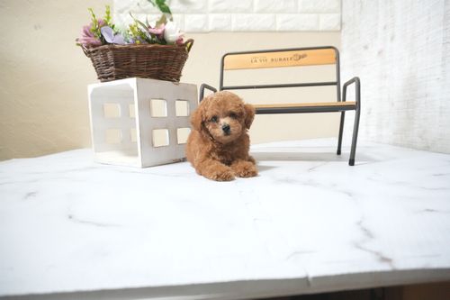 滋賀県のトイプードル(タイニー) (いっぷく湖南店/2025年9月30日生まれ/男の子/レッドフォーン)の子犬の3枚目の画像