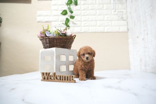 滋賀県のトイプードル(タイニー) (いっぷく湖南店/2025年9月30日生まれ/男の子/レッドフォーン)の子犬の4枚目の画像