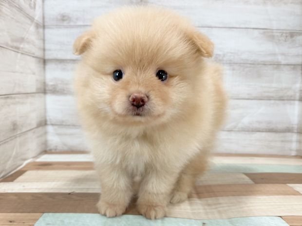 新潟県のポメラニアン (竹内ペット 新津本店/2026年5月30日生まれ/男の子/オレンジ)の子犬の1枚目の画像