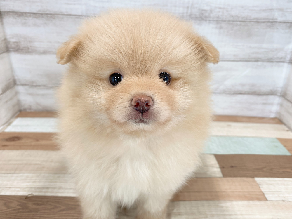 新潟県のポメラニアン (竹内ペット 新津本店/2026年5月30日生まれ/男の子/オレンジ)の子犬の2枚目の画像