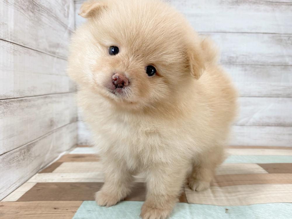 新潟県のポメラニアン (竹内ペット 新津本店/2026年5月30日生まれ/男の子/オレンジ)の子犬の3枚目の画像