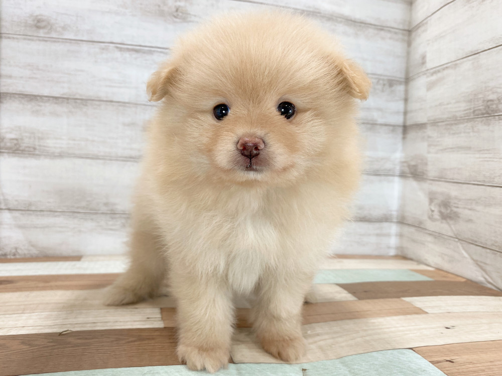 新潟県のポメラニアン (竹内ペット 新津本店/2026年5月30日生まれ/男の子/オレンジ)の子犬の4枚目の画像