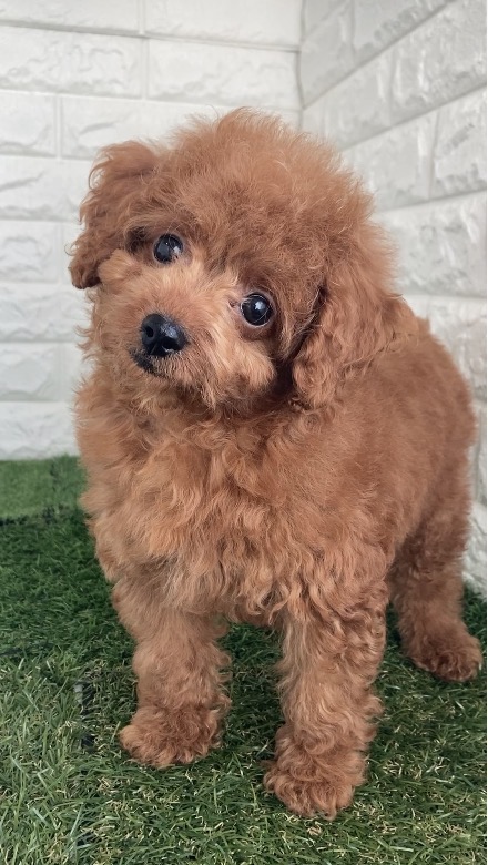 東京都のトイプードル(タイニー) (ペットショップcoco東京港区店/2025年12月2日生まれ/男の子/レッド)の子犬