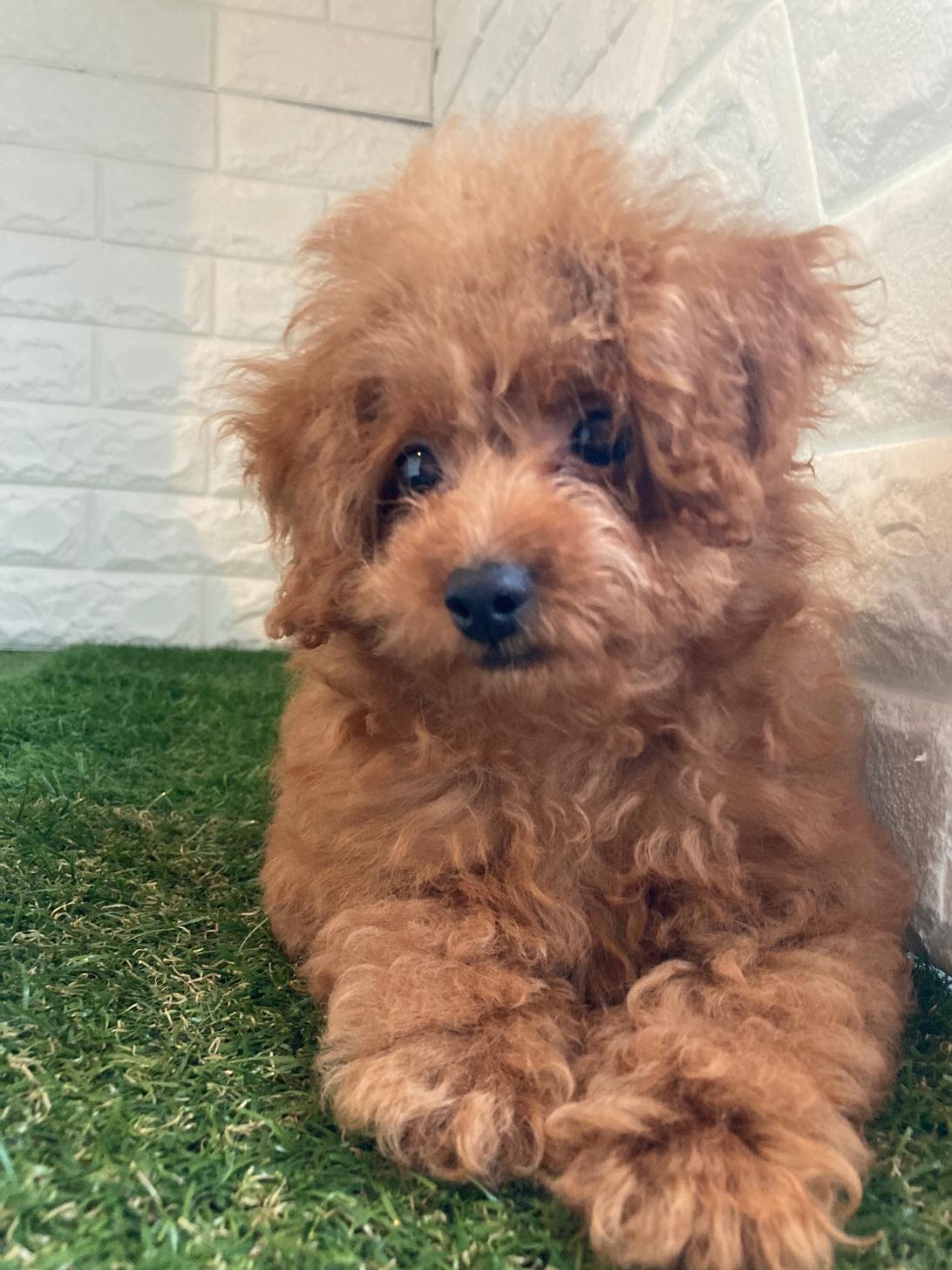 東京都のトイプードル(タイニー) (ペットショップcoco東京港区店/2025年12月2日生まれ/男の子/レッド)の子犬の1枚目の画像