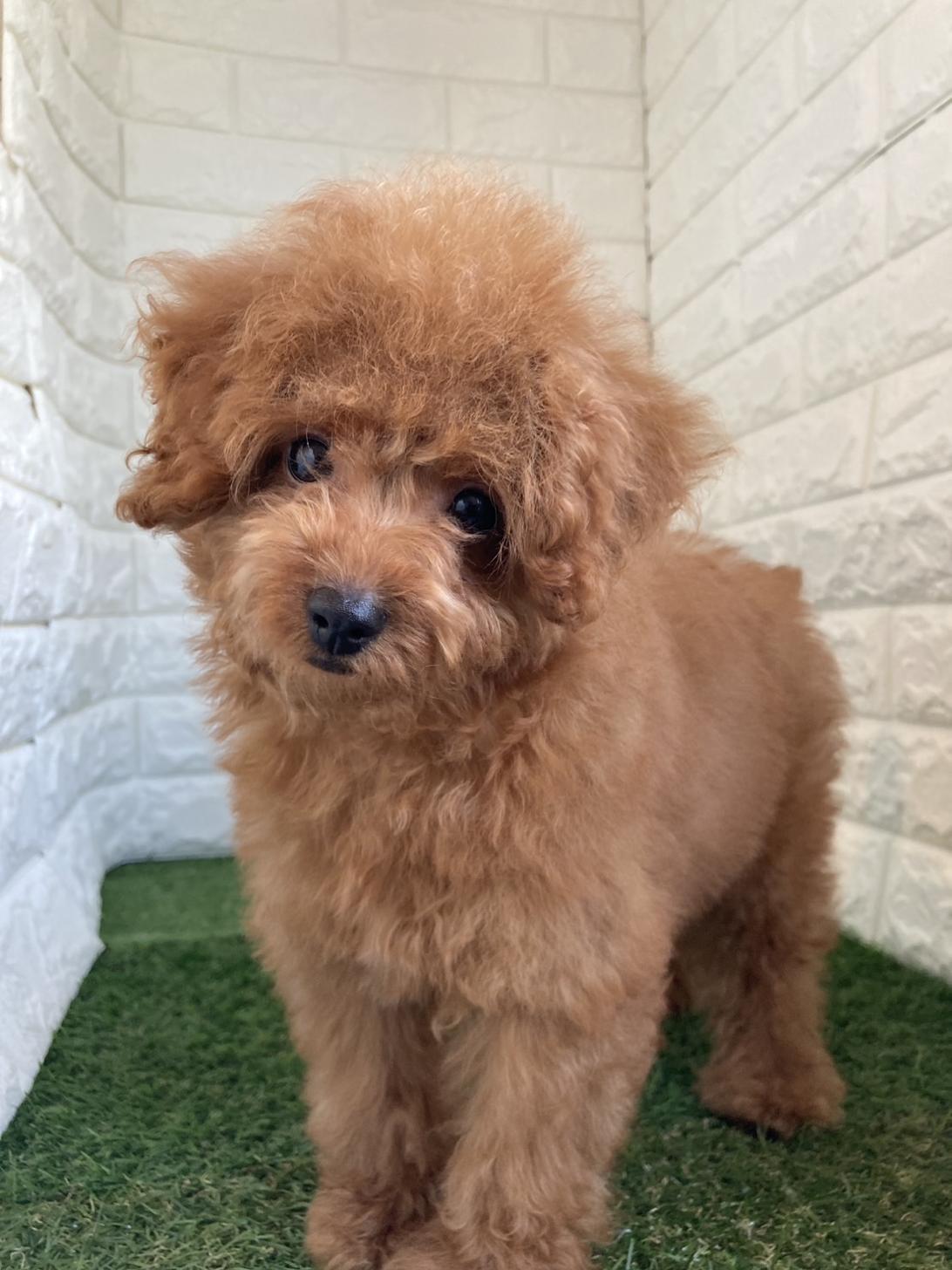 東京都のトイプードル(タイニー) (ペットショップcoco東京港区店/2025年12月2日生まれ/男の子/レッド)の子犬の1枚目の画像