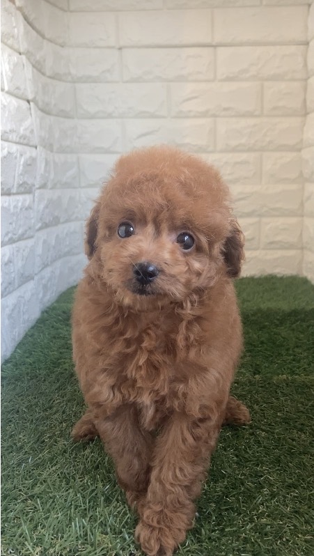 東京都のトイプードル(タイニー) (ペットショップcoco東京港区店/2025年12月2日生まれ/男の子/レッド)の子犬