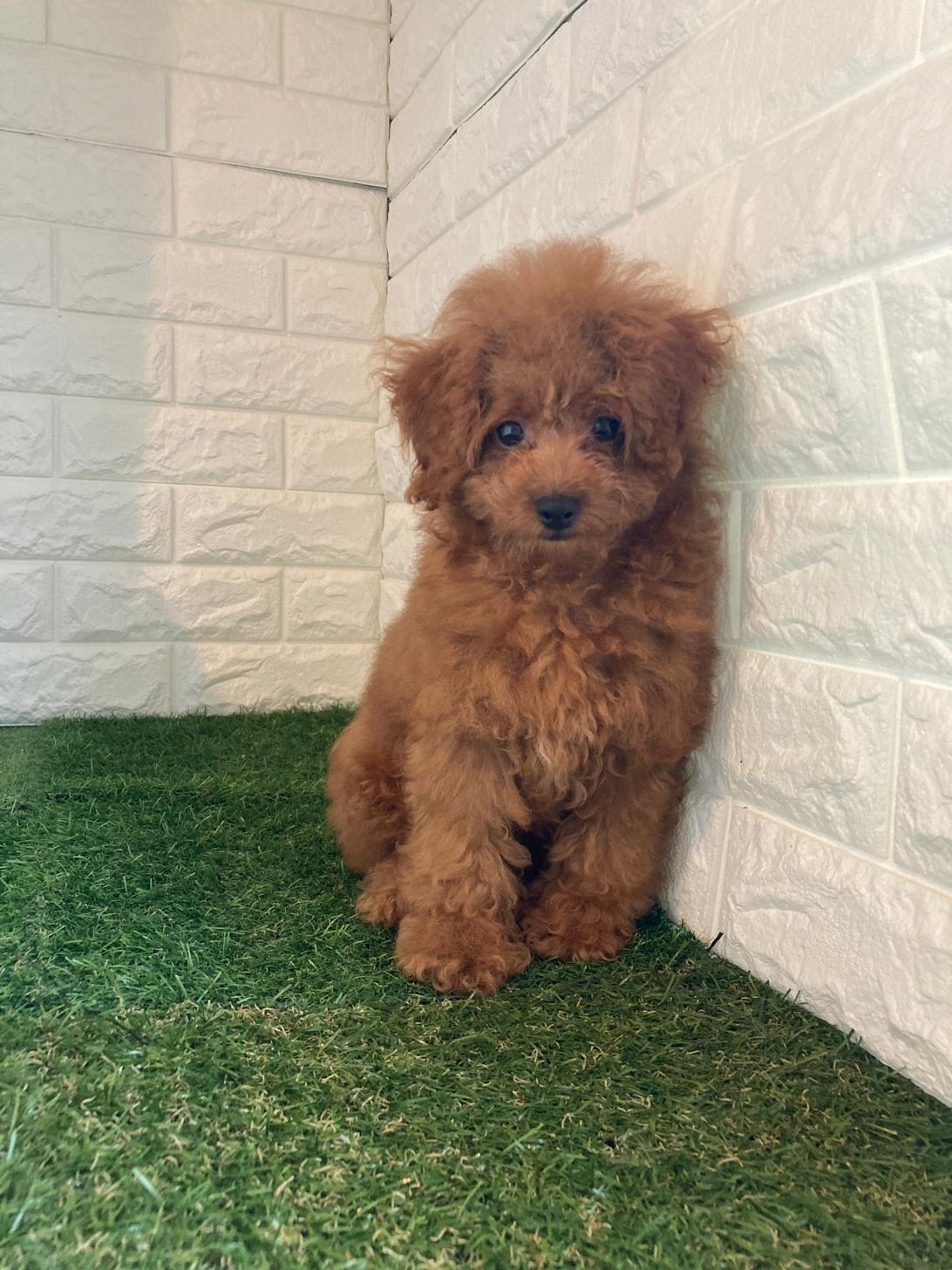 東京都のトイプードル(タイニー) (ペットショップcoco東京港区店/2025年12月2日生まれ/男の子/レッド)の子犬の2枚目の画像