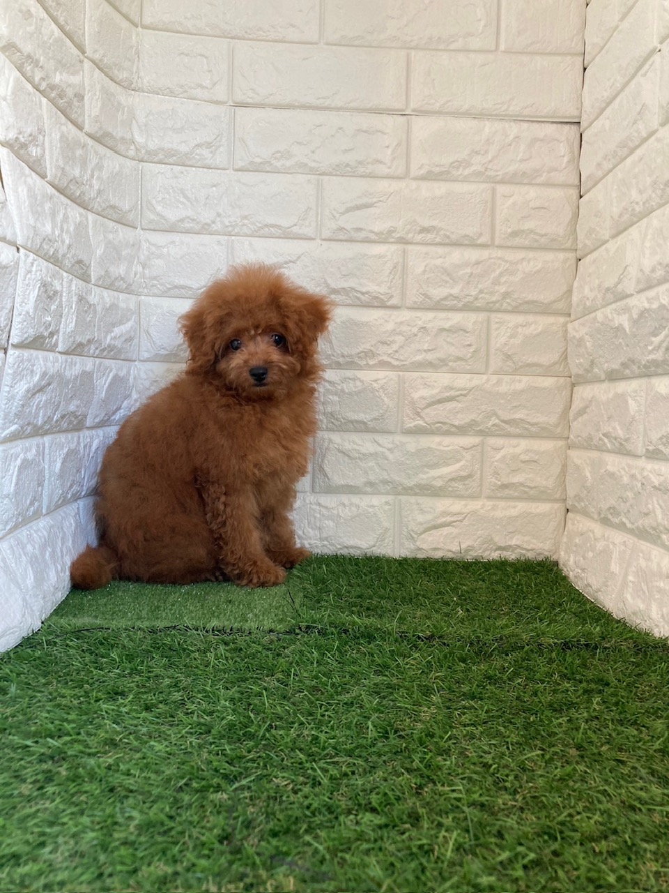 東京都のトイプードル(タイニー) (ペットショップcoco東京港区店/2025年12月2日生まれ/男の子/レッド)の子犬の2枚目の画像