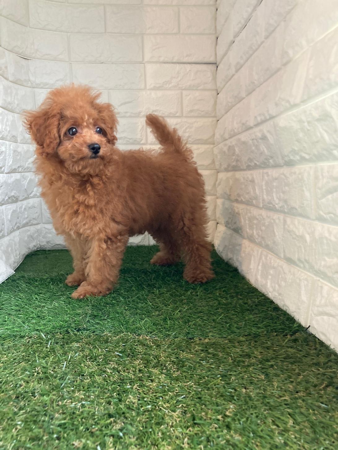 東京都のトイプードル(タイニー) (ペットショップcoco東京港区店/2025年12月2日生まれ/男の子/レッド)の子犬の3枚目の画像