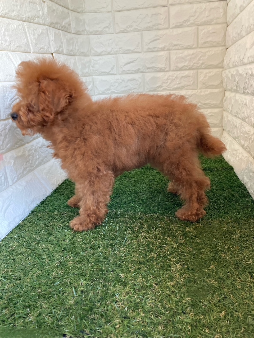 東京都のトイプードル(タイニー) (ペットショップcoco東京港区店/2025年12月2日生まれ/男の子/レッド)の子犬の3枚目の画像