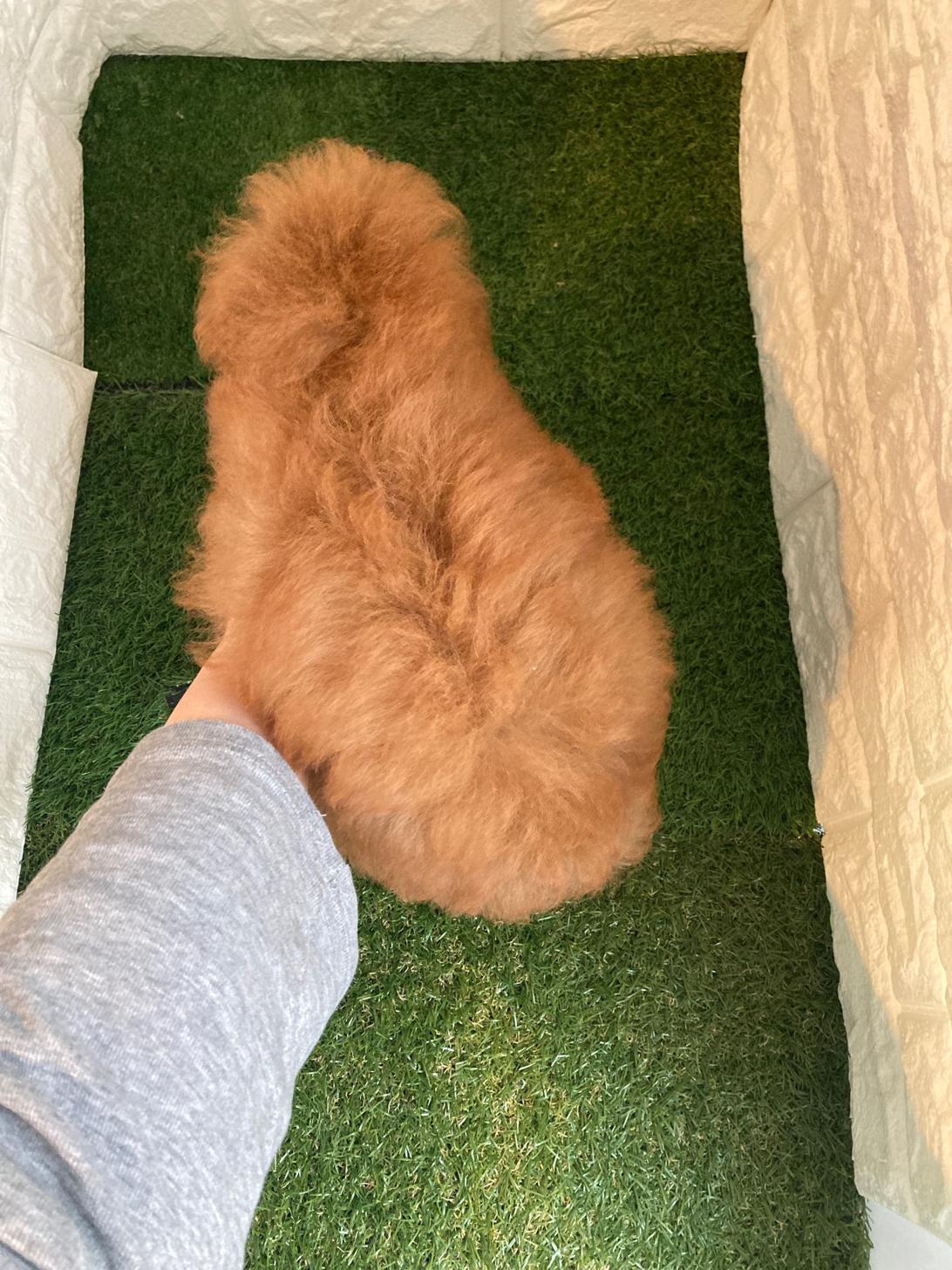 東京都のトイプードル(タイニー) (ペットショップcoco東京港区店/2025年12月2日生まれ/男の子/レッド)の子犬の4枚目の画像