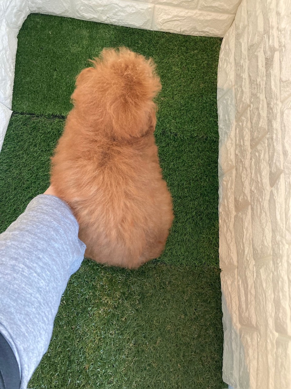 東京都のトイプードル(タイニー) (ペットショップcoco東京港区店/2025年12月2日生まれ/男の子/レッド)の子犬の4枚目の画像