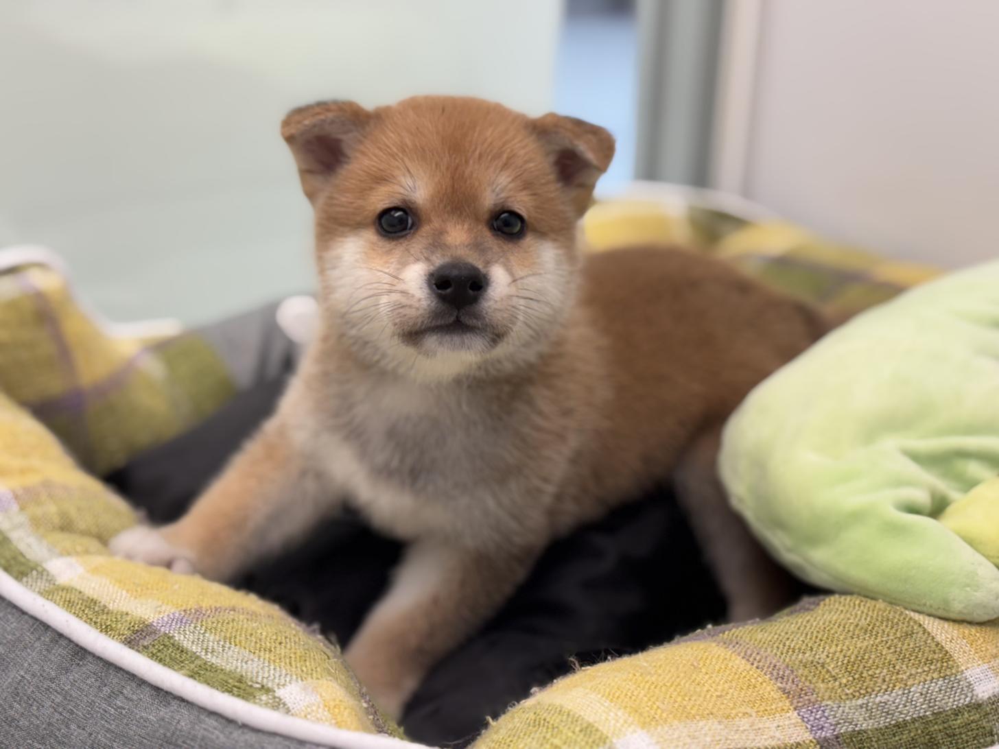 神奈川県の柴犬(標準サイズ) (Doggy Style 小田原店/2025年4月13日生まれ/男の子/赤)の子犬