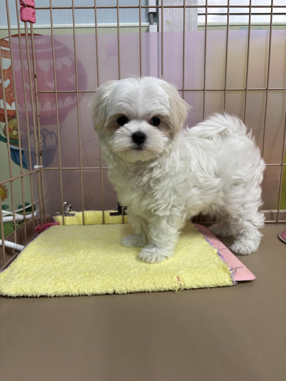 愛知県のマルチーズ (子いぬの足あと/2025年11月21日生まれ/女の子/ホワイト)の子犬