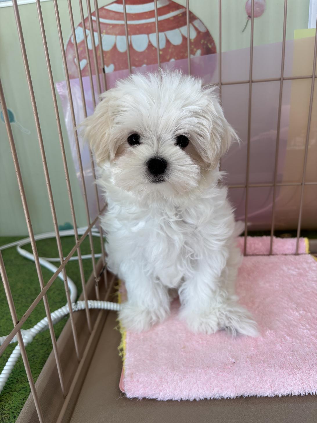 愛知県のマルチーズ (子いぬの足あと/2025年11月21日生まれ/女の子/ホワイト)の子犬