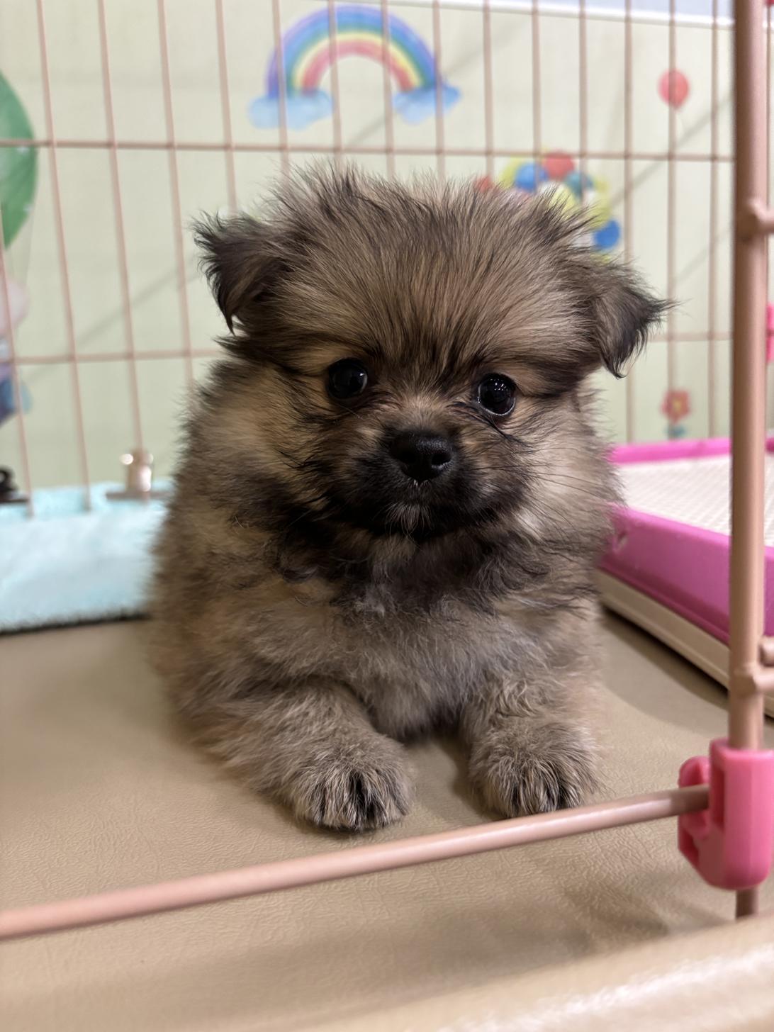 愛知県のペキポメ/ポメペキ(ペキニーズ×ポメラニアン) (子いぬの足あと/2025年11月1日生まれ/女の子/茶)の子犬
