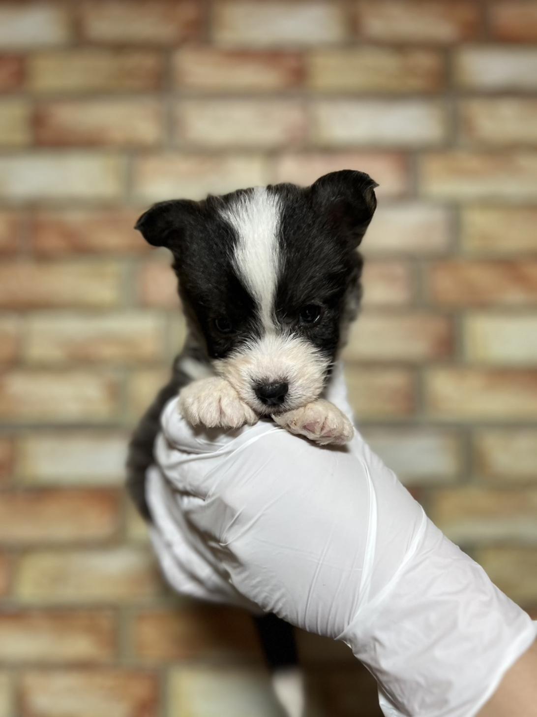 埼玉県のハーフ犬・ミックス犬 (ペッツスマイル加須インター店/2025年4月12日生まれ/女の子/その他色)の子犬
