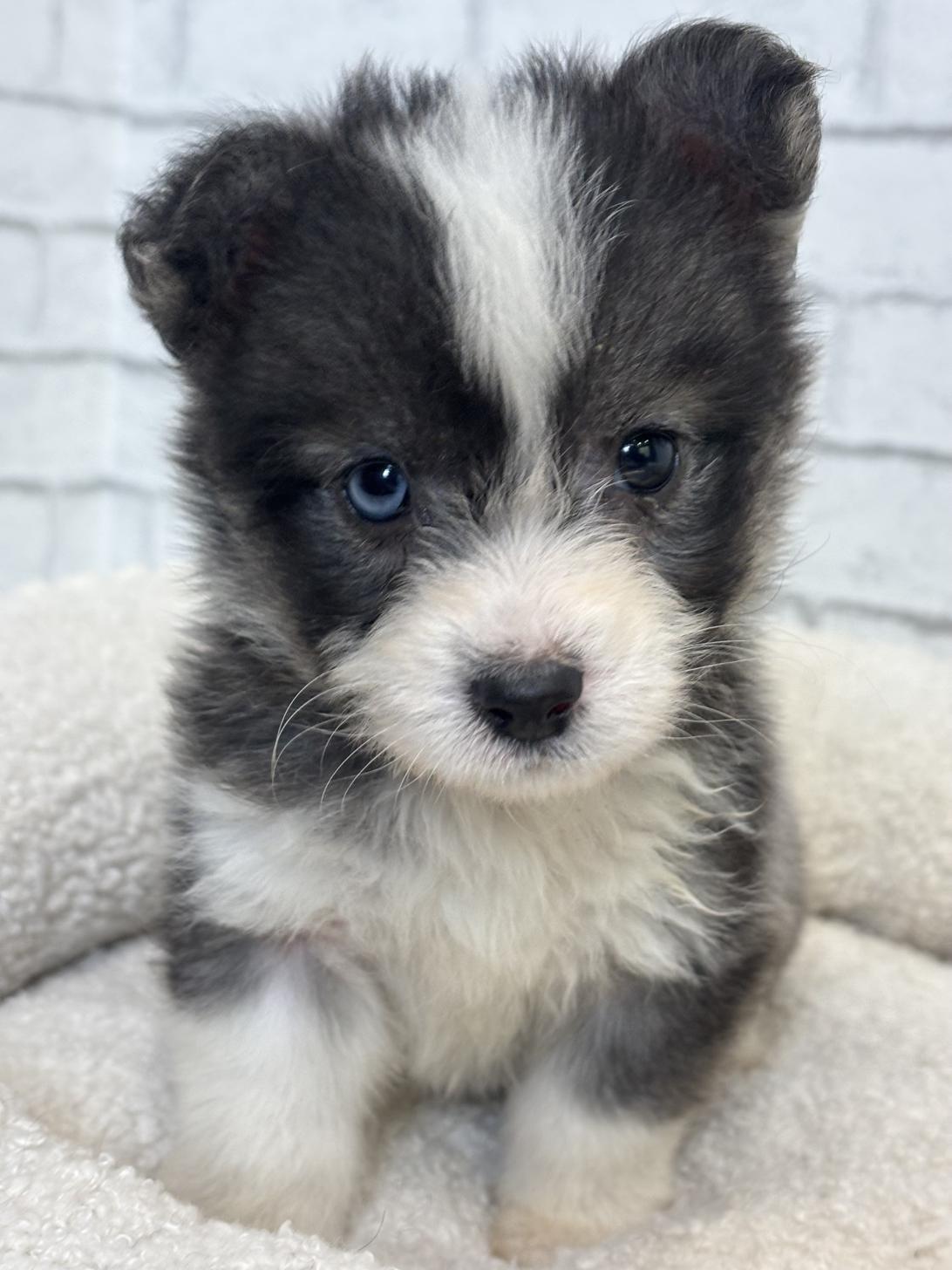 埼玉県のハーフ犬・ミックス犬 (ペッツスマイル加須インター店/2025年4月12日生まれ/女の子/その他色)の子犬