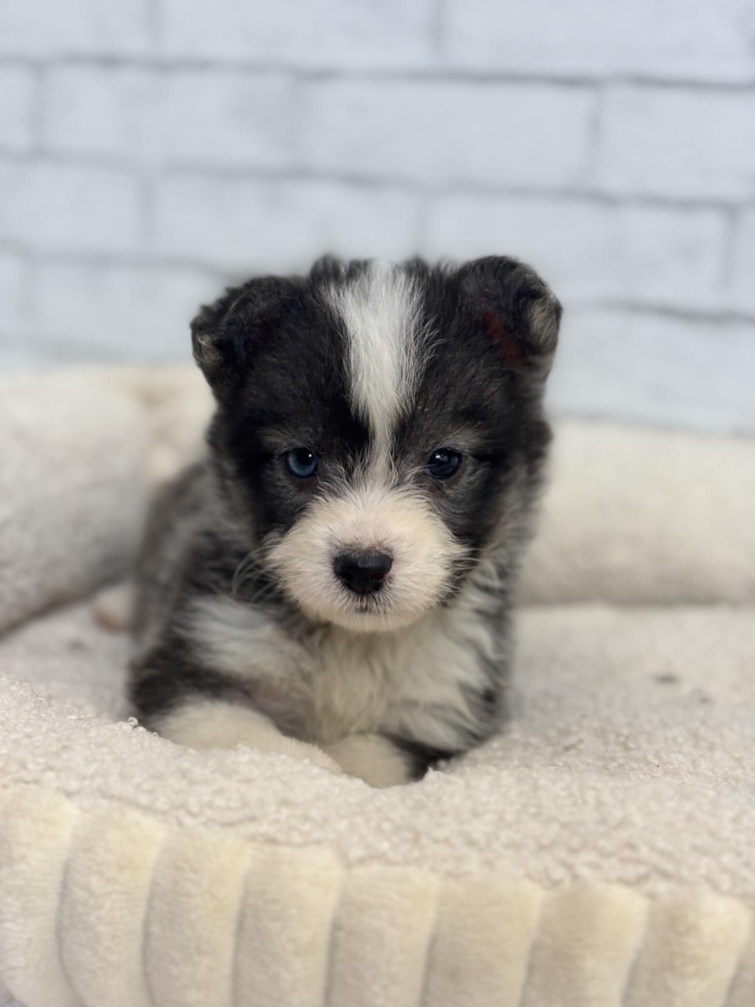 埼玉県のハーフ犬・ミックス犬 (ペッツスマイル加須インター店/2025年4月12日生まれ/女の子/その他色)の子犬の2枚目の画像