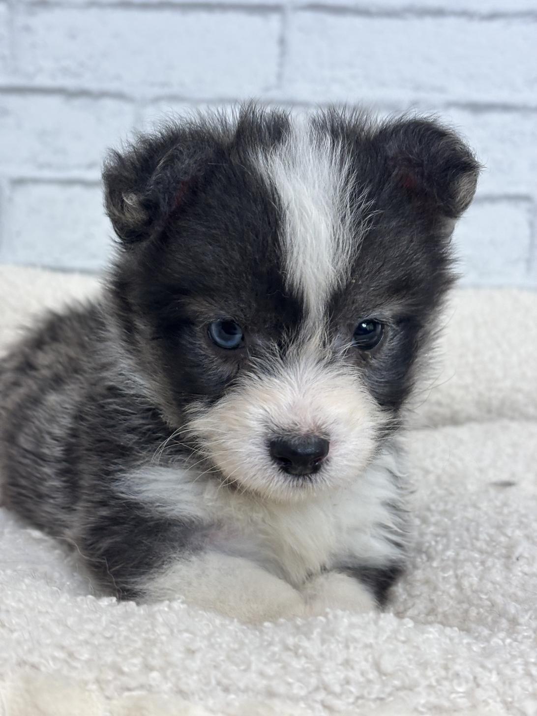 埼玉県のハーフ犬・ミックス犬 (ペッツスマイル加須インター店/2025年4月12日生まれ/女の子/その他色)の子犬の3枚目の画像