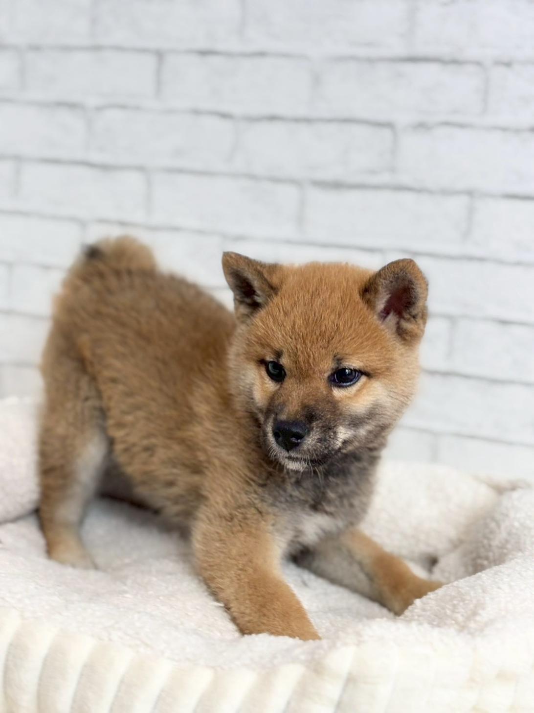 埼玉県の柴犬(標準サイズ) (ペッツスマイル加須インター店/2025年3月15日生まれ/男の子/赤)の子犬