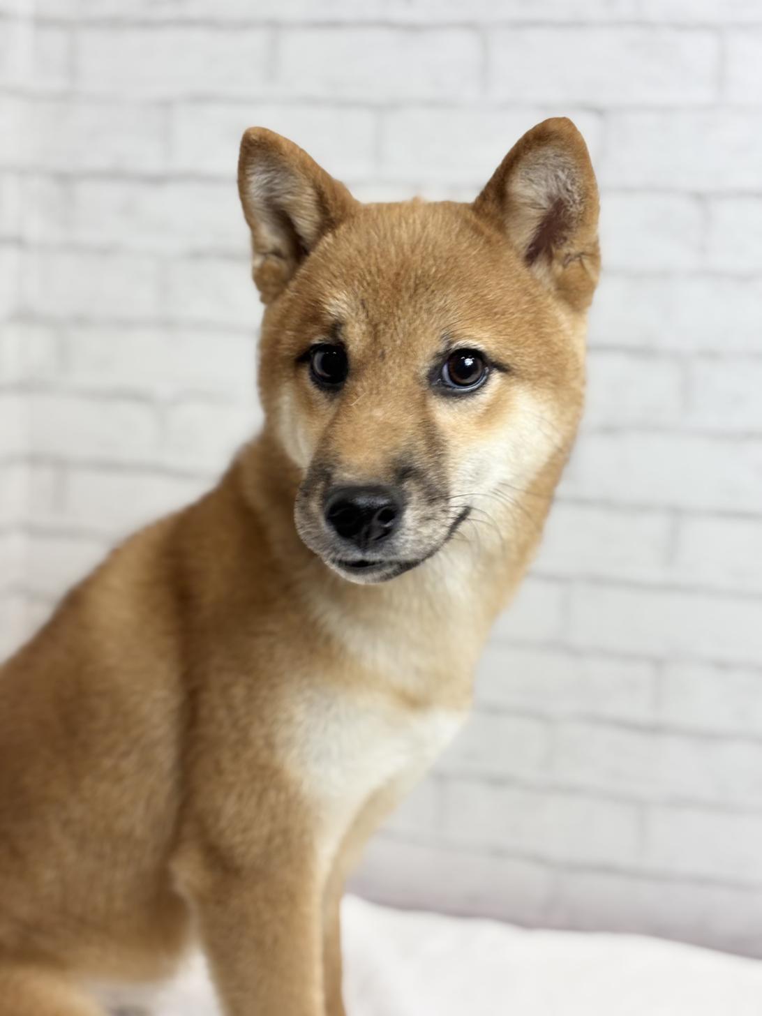 埼玉県の柴犬(標準サイズ) (ペッツスマイル加須インター店/2025年3月15日生まれ/男の子/赤)の子犬の1枚目の画像