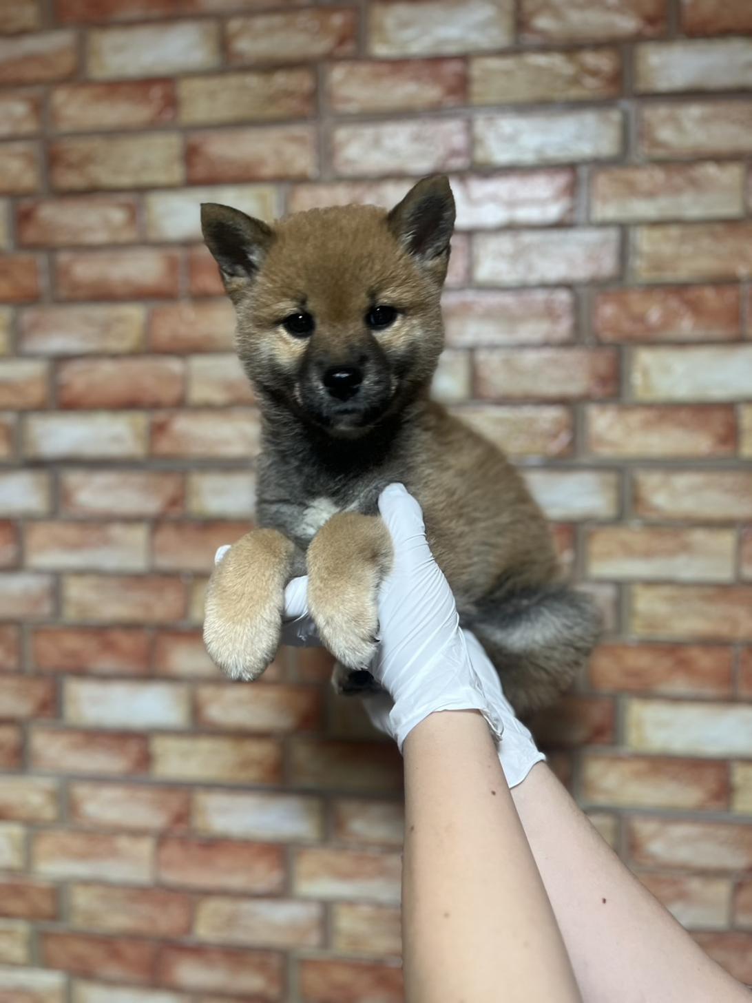 埼玉県の柴犬(標準サイズ) (ペッツスマイル加須インター店/2025年3月15日生まれ/男の子/赤)の子犬