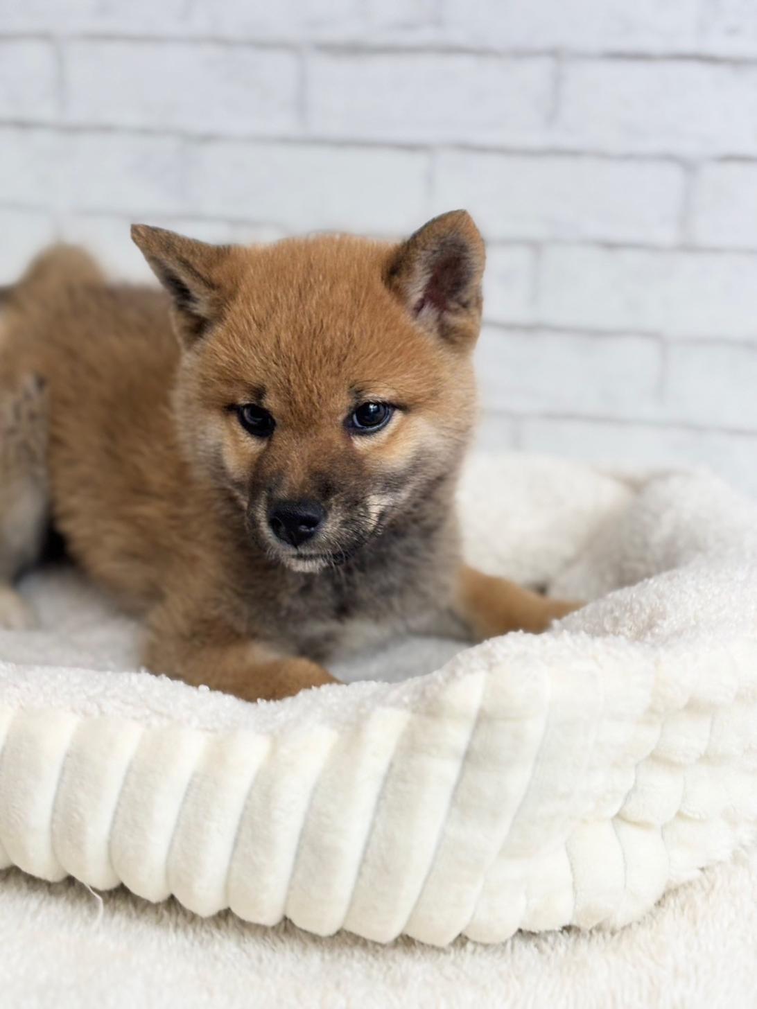 埼玉県の柴犬(標準サイズ) (ペッツスマイル加須インター店/2025年3月15日生まれ/男の子/赤)の子犬の2枚目の画像