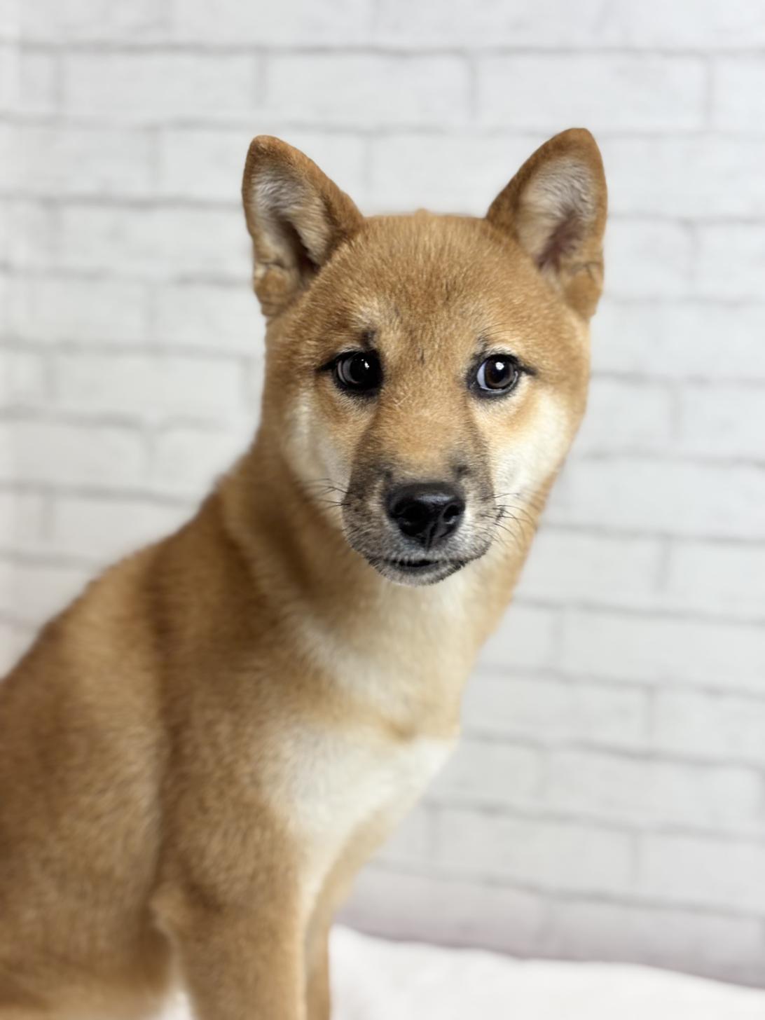 埼玉県の柴犬(標準サイズ) (ペッツスマイル加須インター店/2025年3月15日生まれ/男の子/赤)の子犬の2枚目の画像