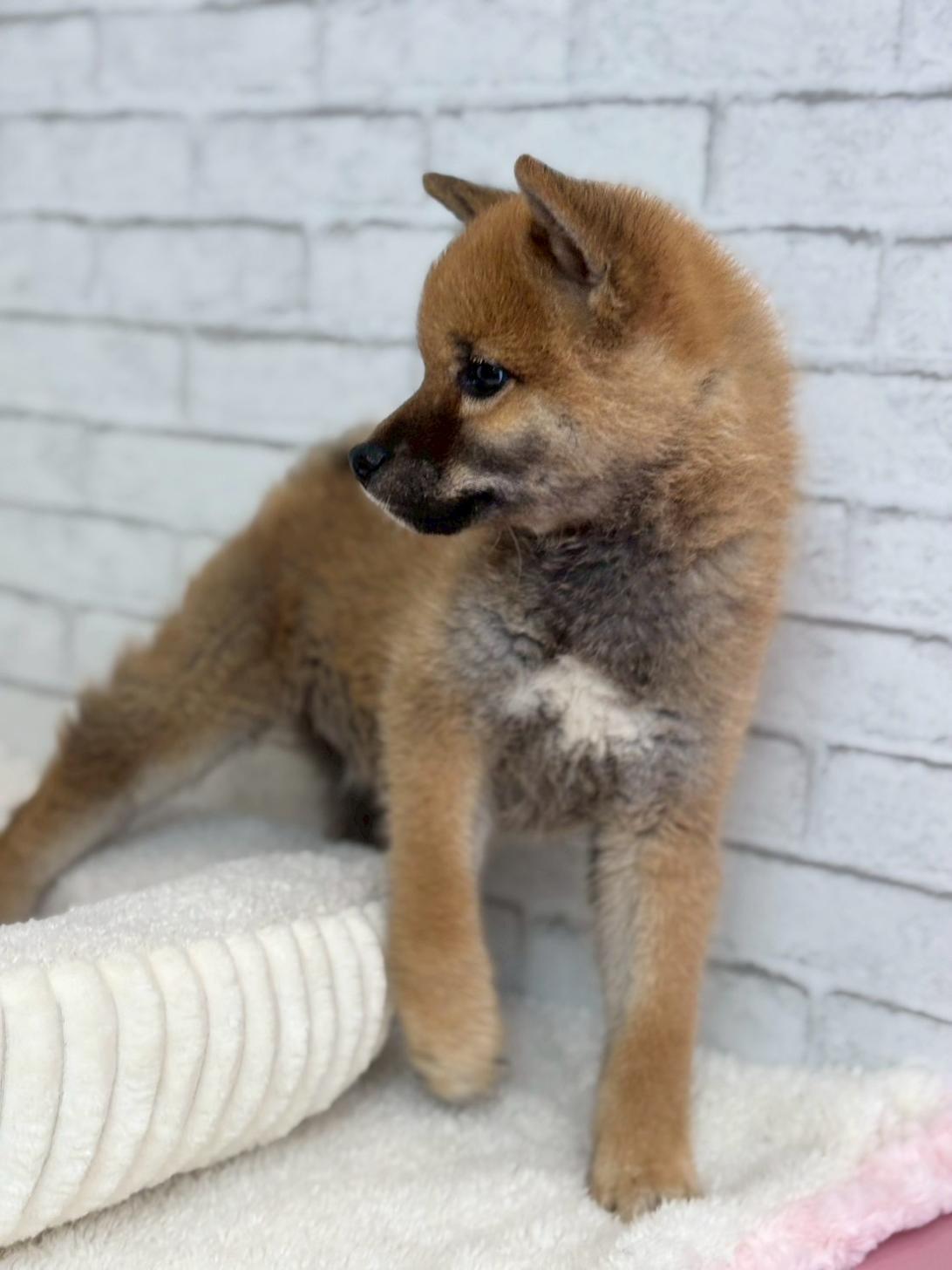 埼玉県の柴犬(標準サイズ) (ペッツスマイル加須インター店/2025年3月15日生まれ/男の子/赤)の子犬の3枚目の画像