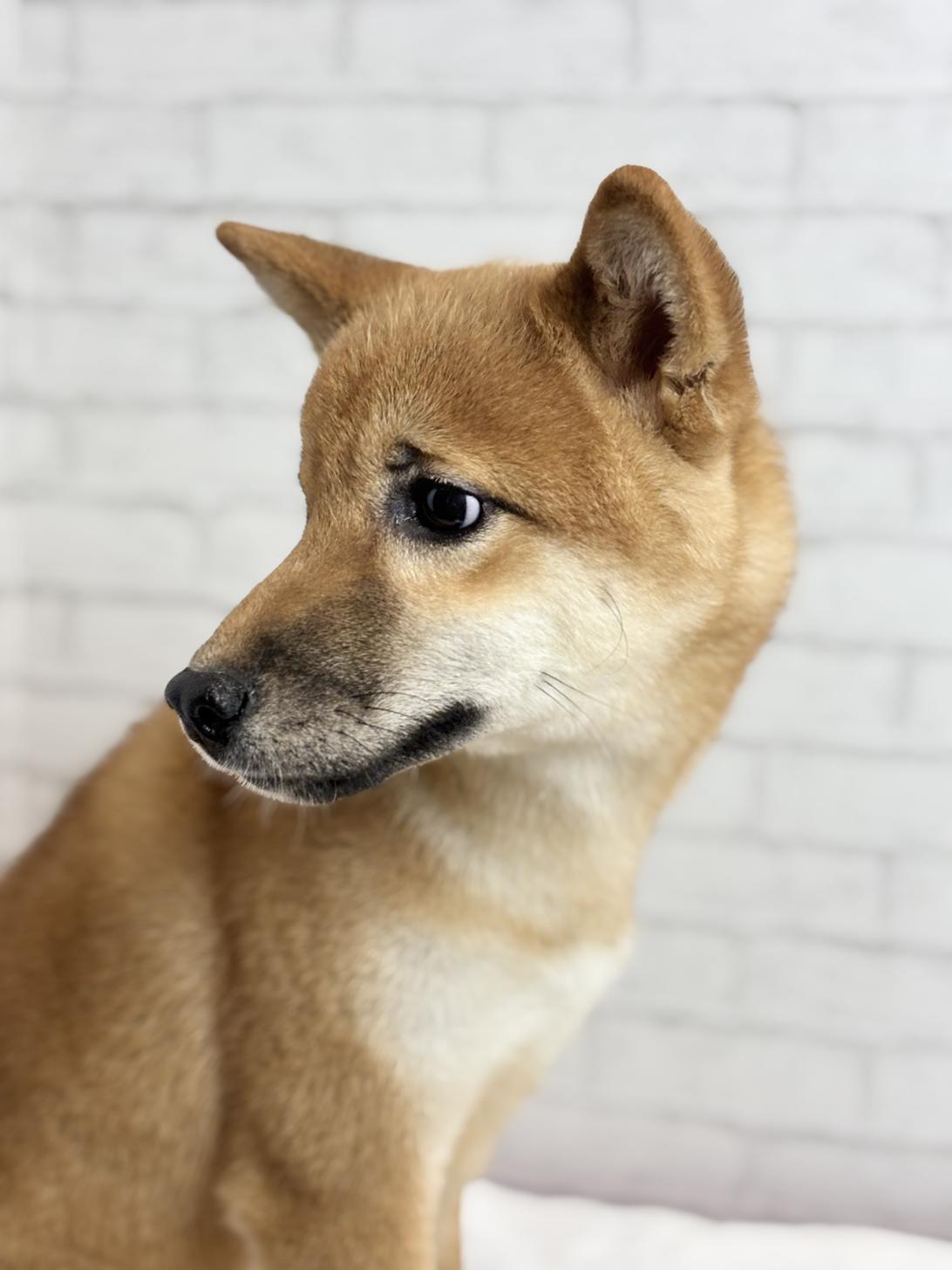 埼玉県の柴犬(標準サイズ) (ペッツスマイル加須インター店/2025年3月15日生まれ/男の子/赤)の子犬の3枚目の画像