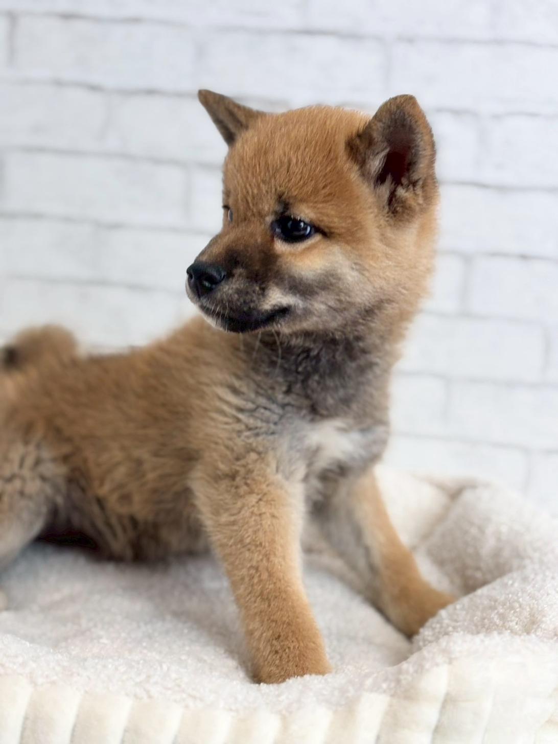 埼玉県の柴犬(標準サイズ) (ペッツスマイル加須インター店/2025年3月15日生まれ/男の子/赤)の子犬の4枚目の画像