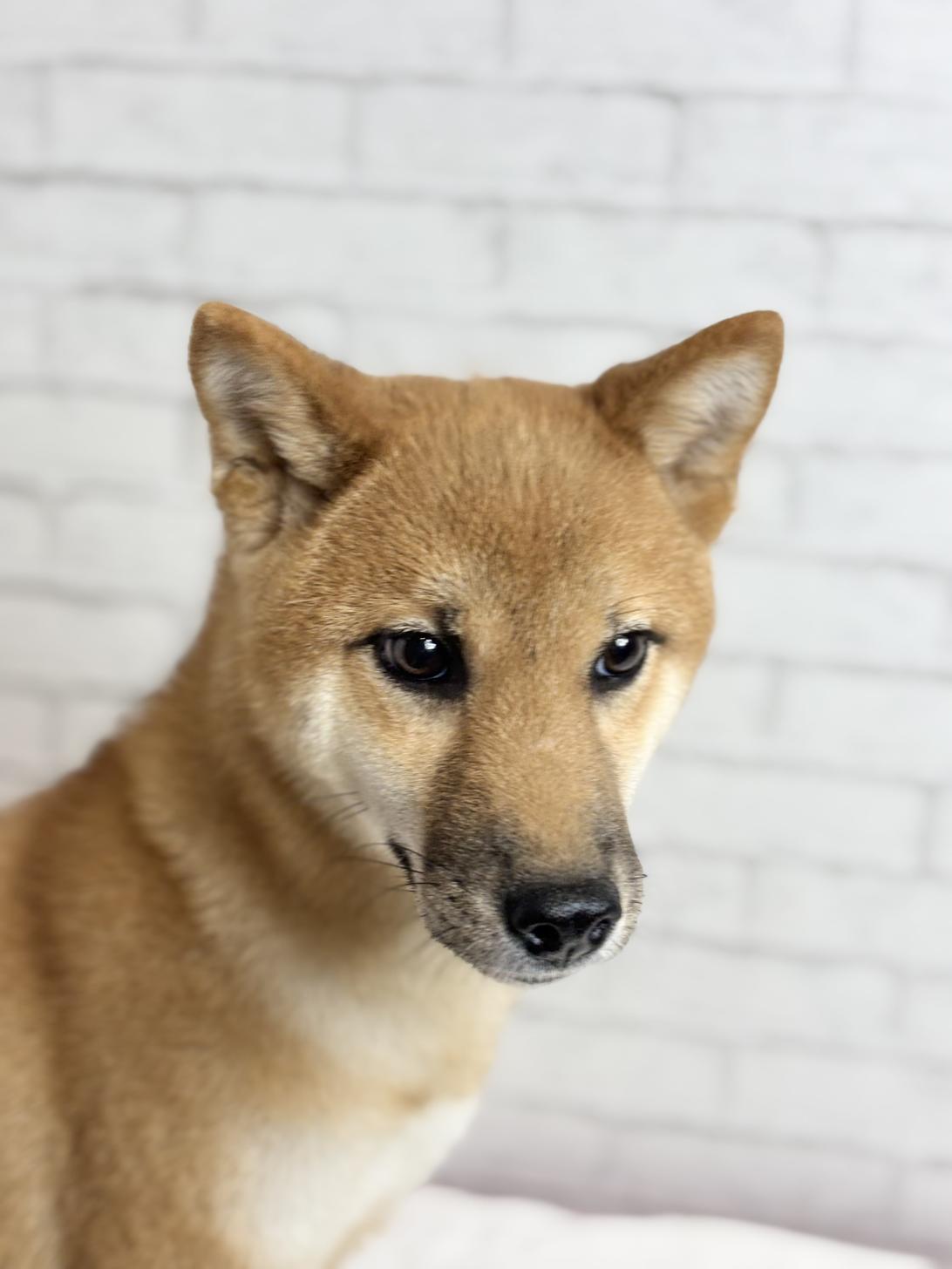 埼玉県の柴犬(標準サイズ) (ペッツスマイル加須インター店/2025年3月15日生まれ/男の子/赤)の子犬の4枚目の画像