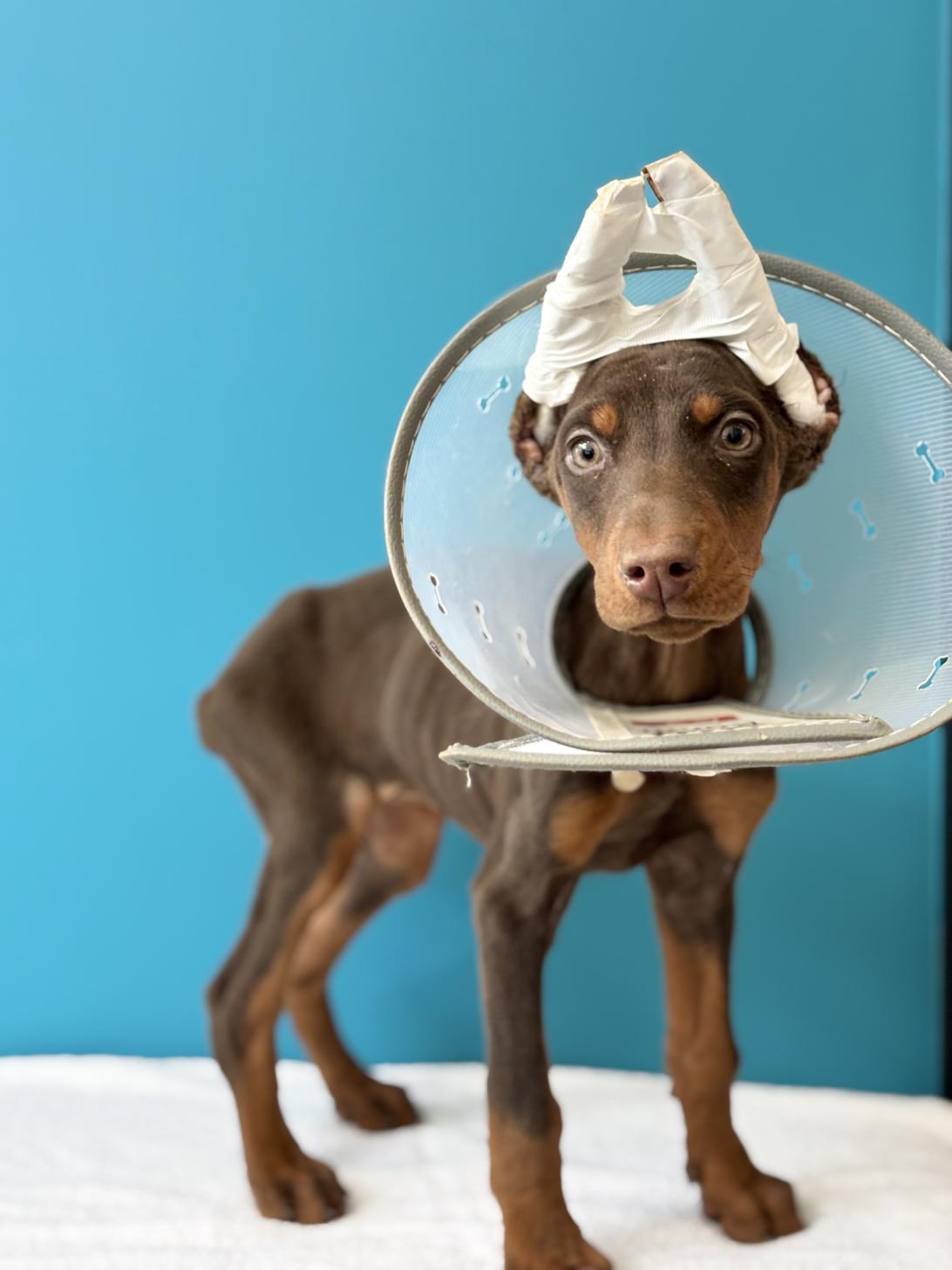 埼玉県のドーベルマン (ペッツスマイル加須インター店/2025年9月2日生まれ/女の子/チョコレートタン)の子犬の1枚目の画像