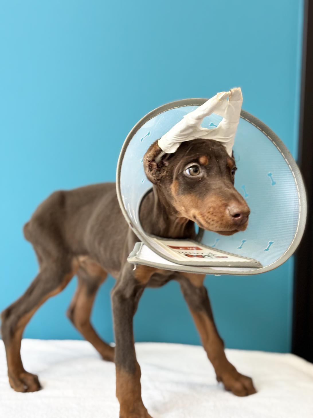 埼玉県のドーベルマン (ペッツスマイル加須インター店/2025年9月2日生まれ/女の子/チョコレートタン)の子犬の3枚目の画像