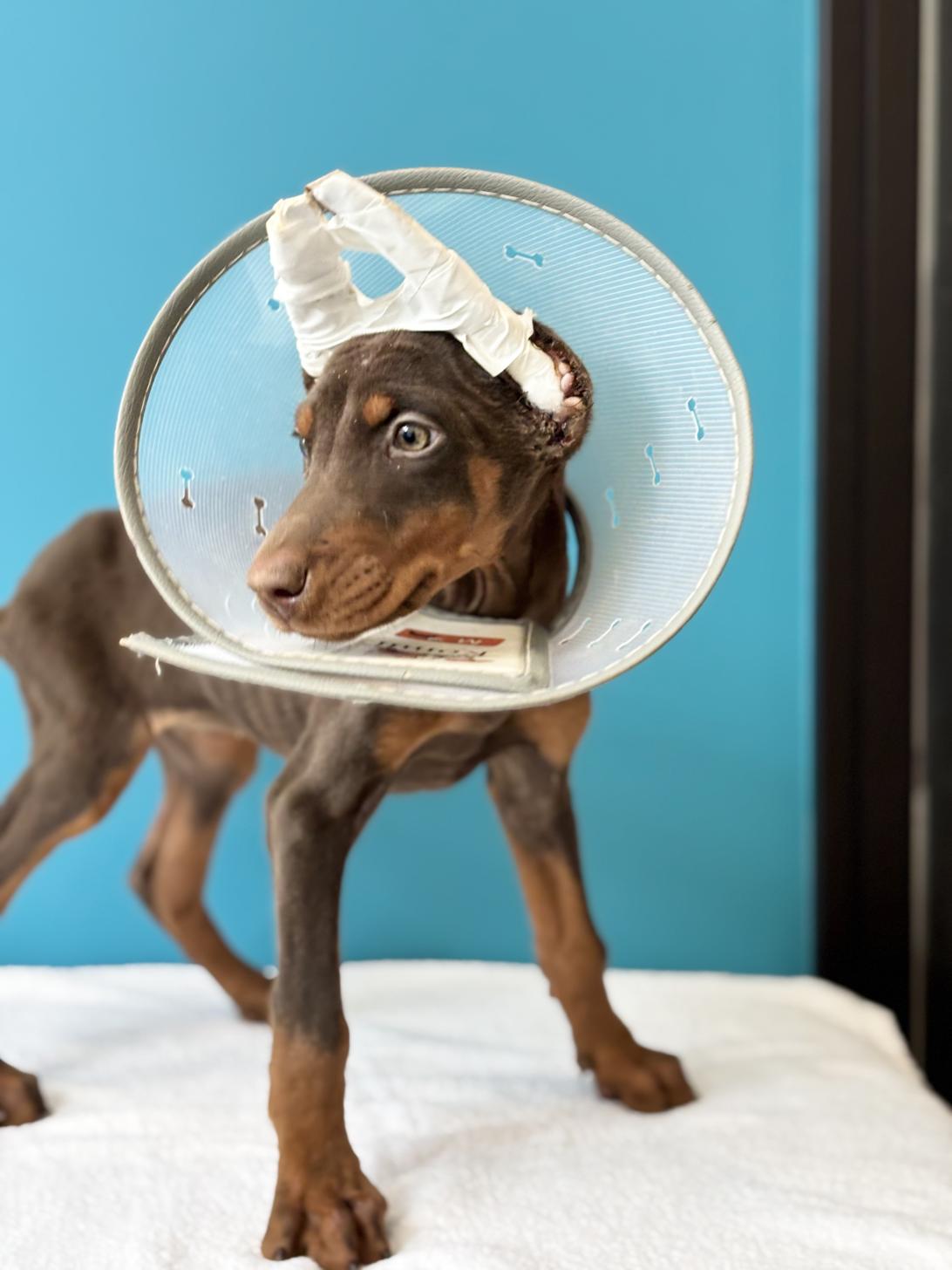 埼玉県のドーベルマン (ペッツスマイル加須インター店/2025年9月2日生まれ/女の子/チョコレートタン)の子犬の4枚目の画像