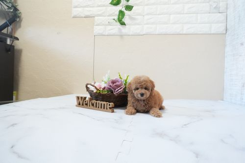 滋賀県のトイプードル(タイニー) (いっぷく湖南店/2025年12月21日生まれ/女の子/レッドフォーン)の子犬の2枚目の画像