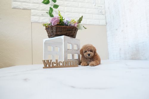 滋賀県のトイプードル(タイニー) (いっぷく湖南店/2025年12月21日生まれ/女の子/レッドフォーン)の子犬の3枚目の画像